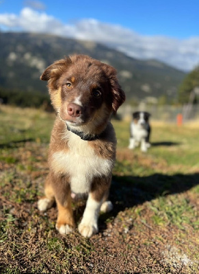 Les chiots de Berger Américain Miniature 