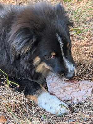 Les chiots de Berger Américain Miniature 
