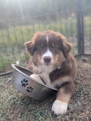 Les chiots de Berger Américain Miniature