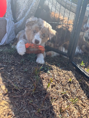 Les chiots de Berger Américain Miniature 