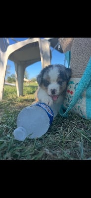 Les chiots de Berger Américain Miniature 