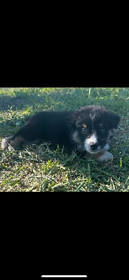 Les chiots de Berger Américain Miniature 