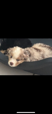 Les chiots de Berger Américain Miniature 