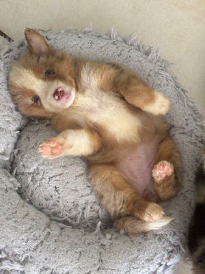 Les chiots de Berger Américain Miniature 