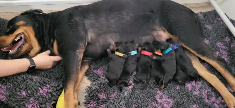 Rottweiler - Des Minis Aventuriers De Niky