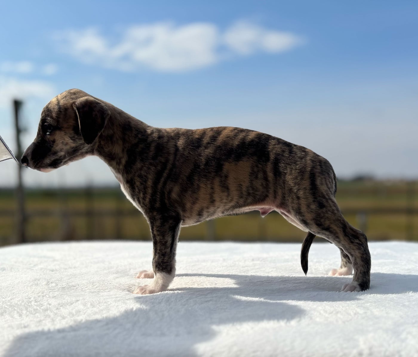 BEAUTIFUL MIDNIGHT TAILOR SWEET SILHOUETTES SPRINT