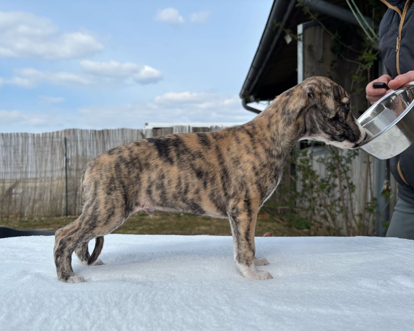 BEAUTIFUL MIDNIGHT TAILOR SWEET SILHOUETTES SPRINT