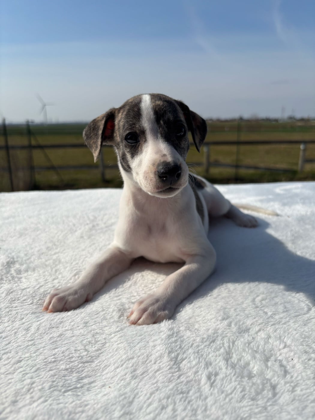 BEAUTIFUL SATIN REVERIE SWEET SILHOUETTES SPRINTER