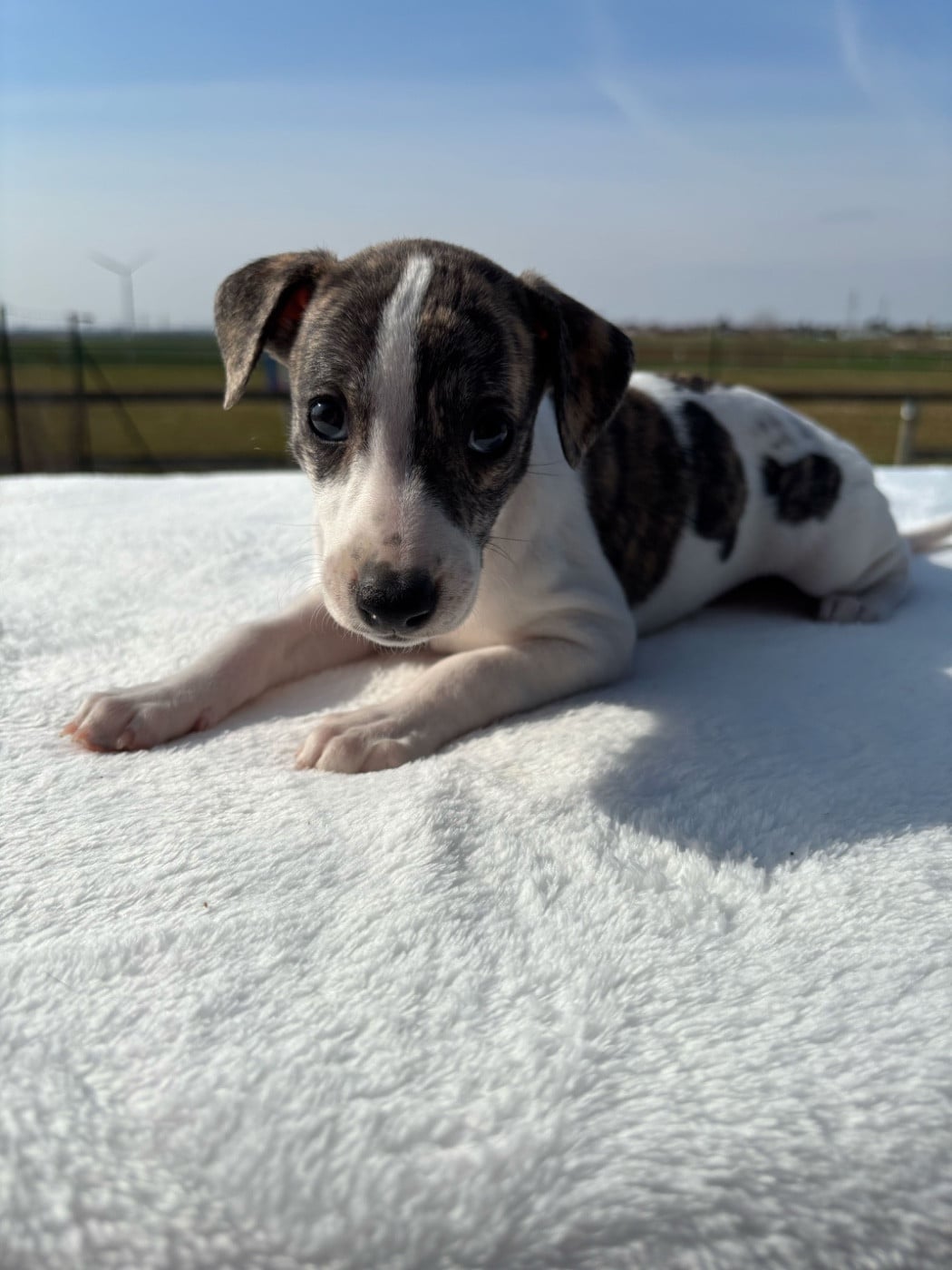 BEAUTIFUL SATIN REVERIE SWEET SILHOUETTES SPRINTER