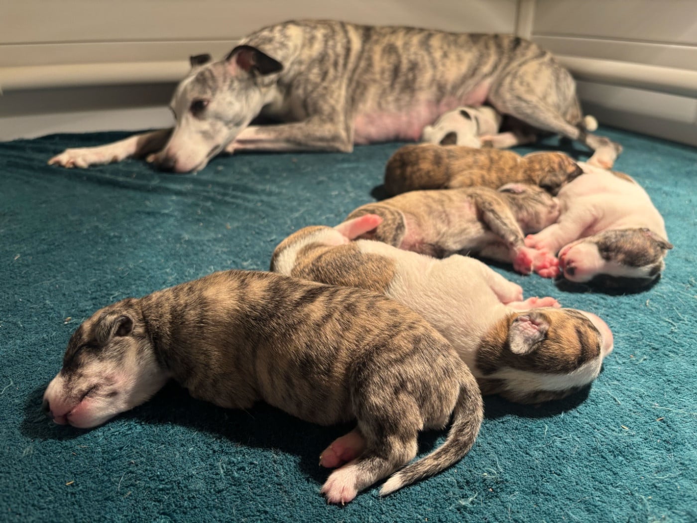 Whippet - sweet silhouettes sprinter