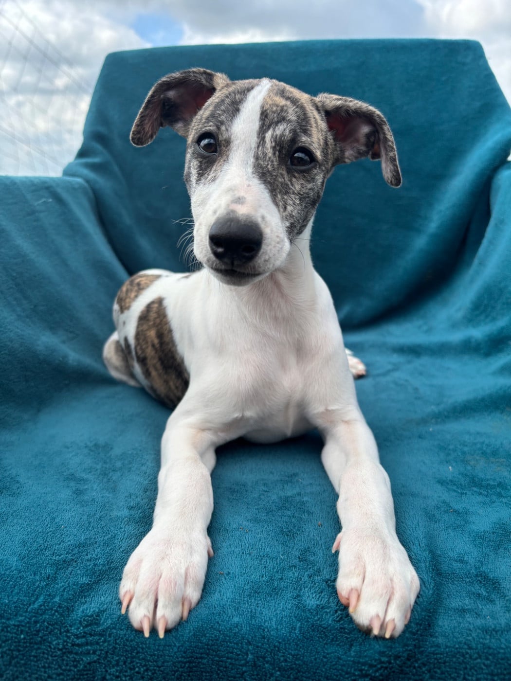 Whippet - sweet silhouettes sprinter