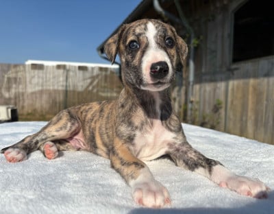 Les chiots de Whippet