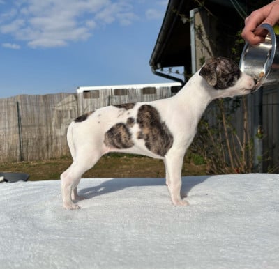 Les chiots de Whippet