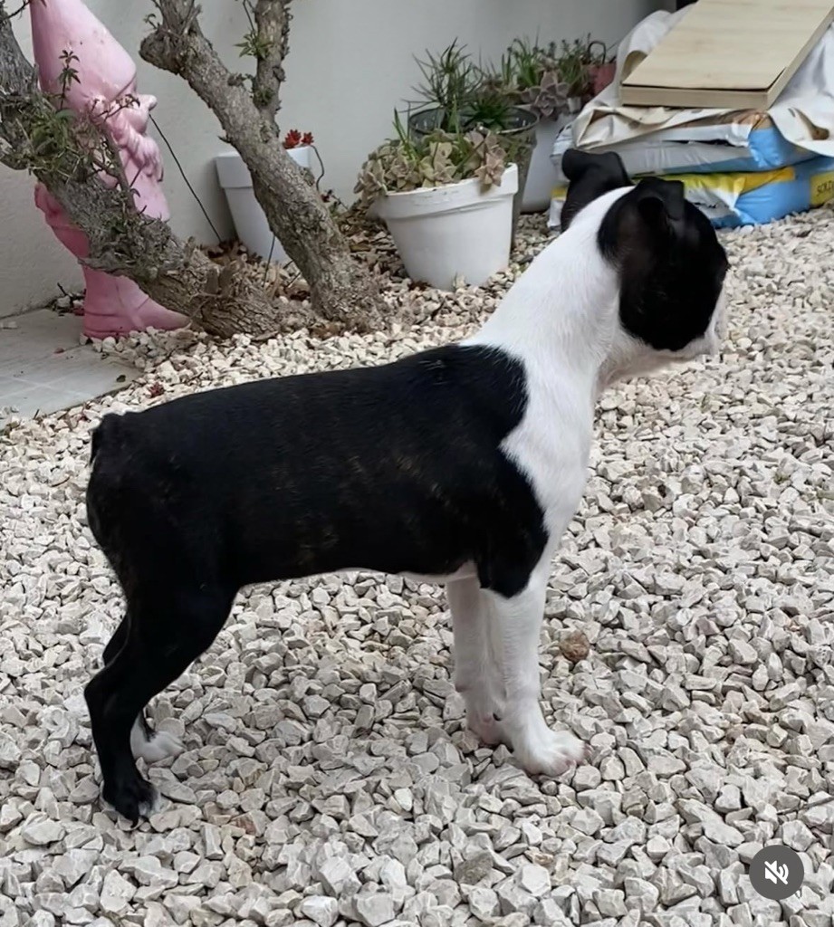 little paradise Victoria secret iconic boston