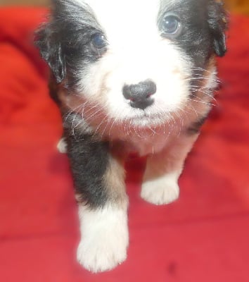 Les chiots de Berger Australien