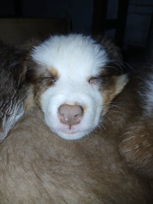 Les chiots de Berger Australien