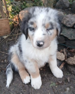 Les chiots de Berger Australien