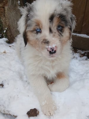 Les chiots de Berger Australien