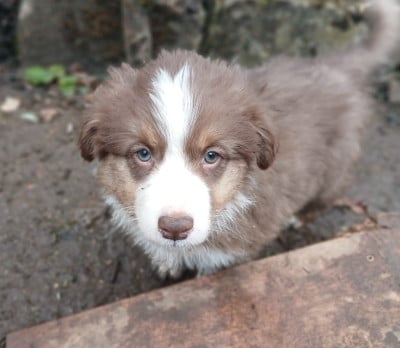 Les chiots de Berger Australien
