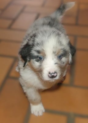 Les chiots de Berger Australien