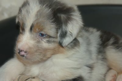 Les chiots de Berger Australien