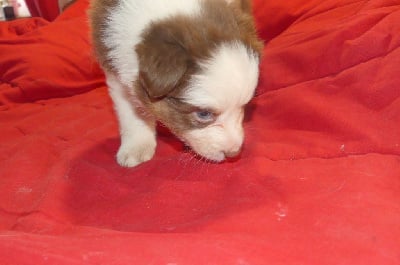 Les chiots de Berger Australien