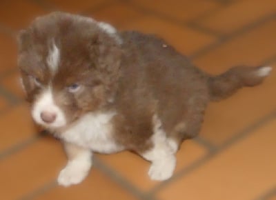 Les chiots de Berger Australien