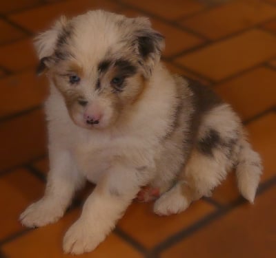 Les chiots de Berger Australien