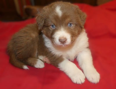 Les chiots de Berger Australien