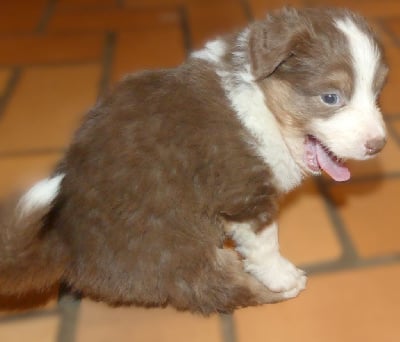 Les chiots de Berger Australien