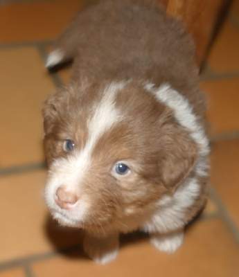 Les chiots de Berger Australien