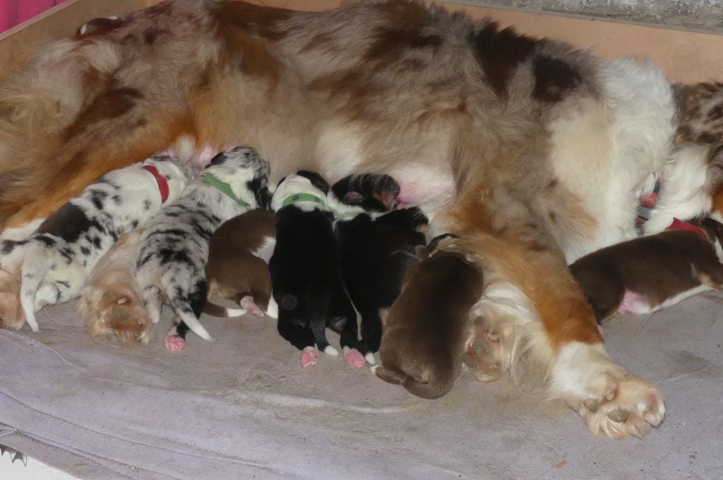 Berger Australien - Des Songes D'Azur