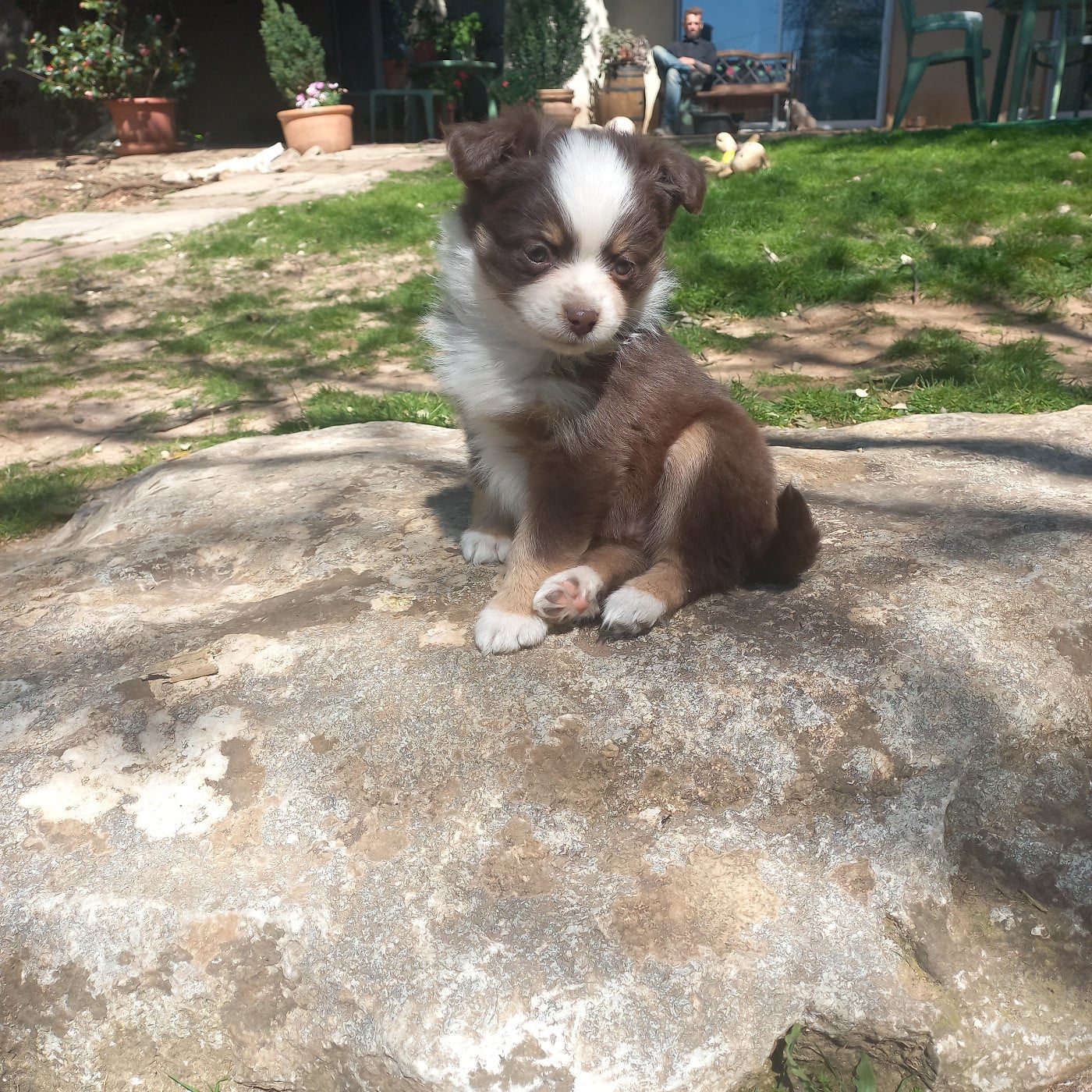 Balou rouge tri - Berger Américain Miniature 