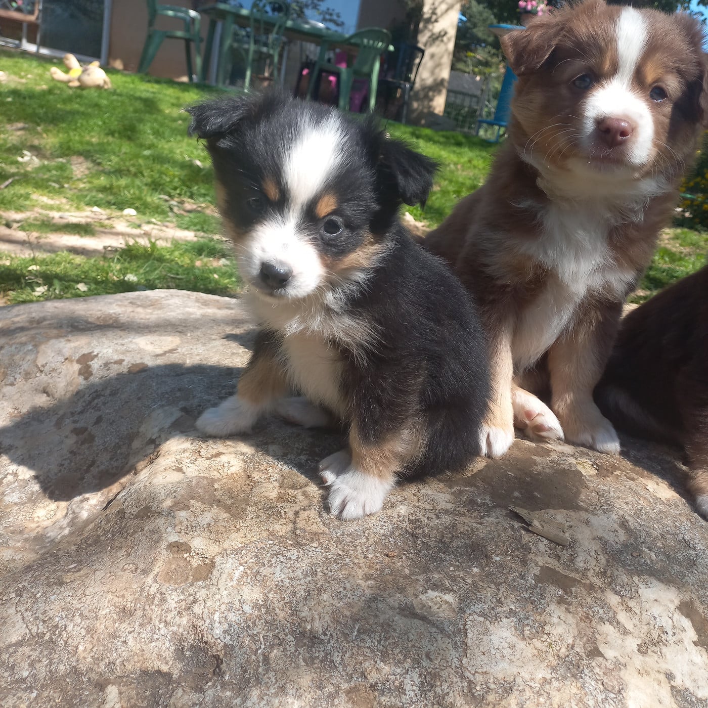 Brioche noir tri - Berger Américain Miniature 