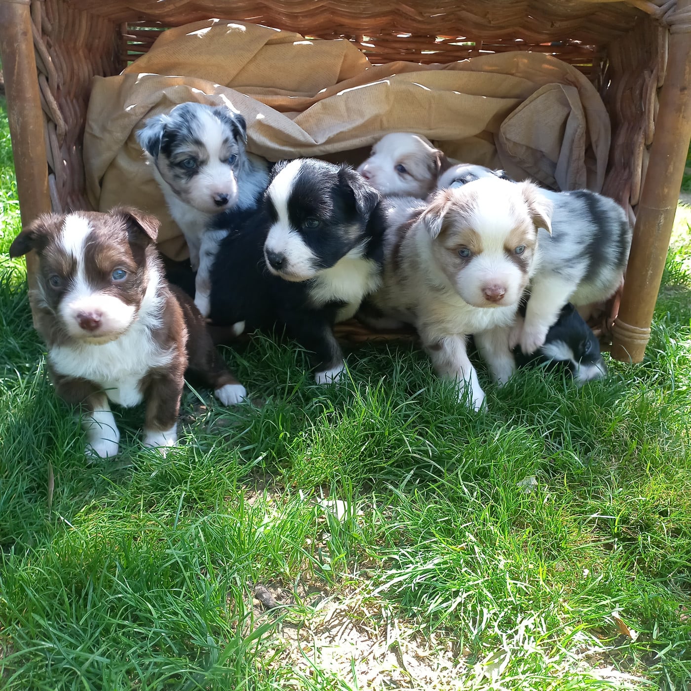 Berger Américain Miniature  - Du Royaume D'Ivar