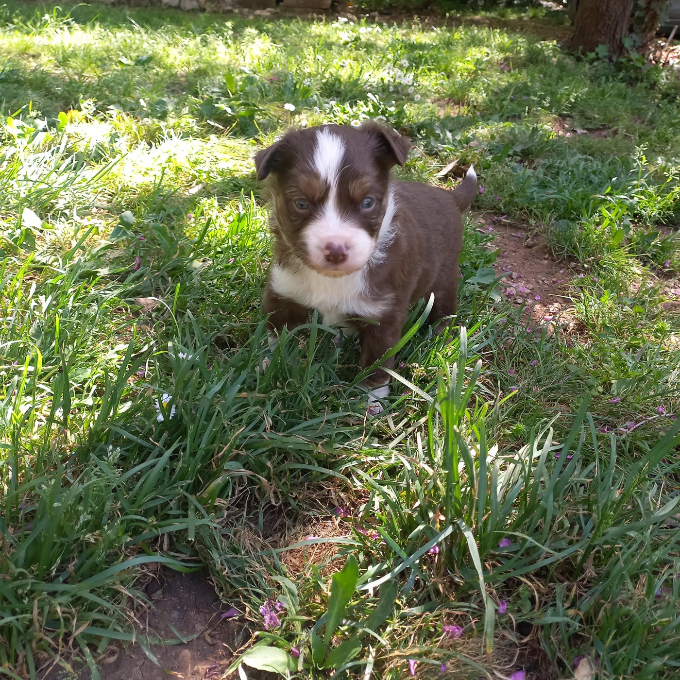 Barney - Berger Américain Miniature