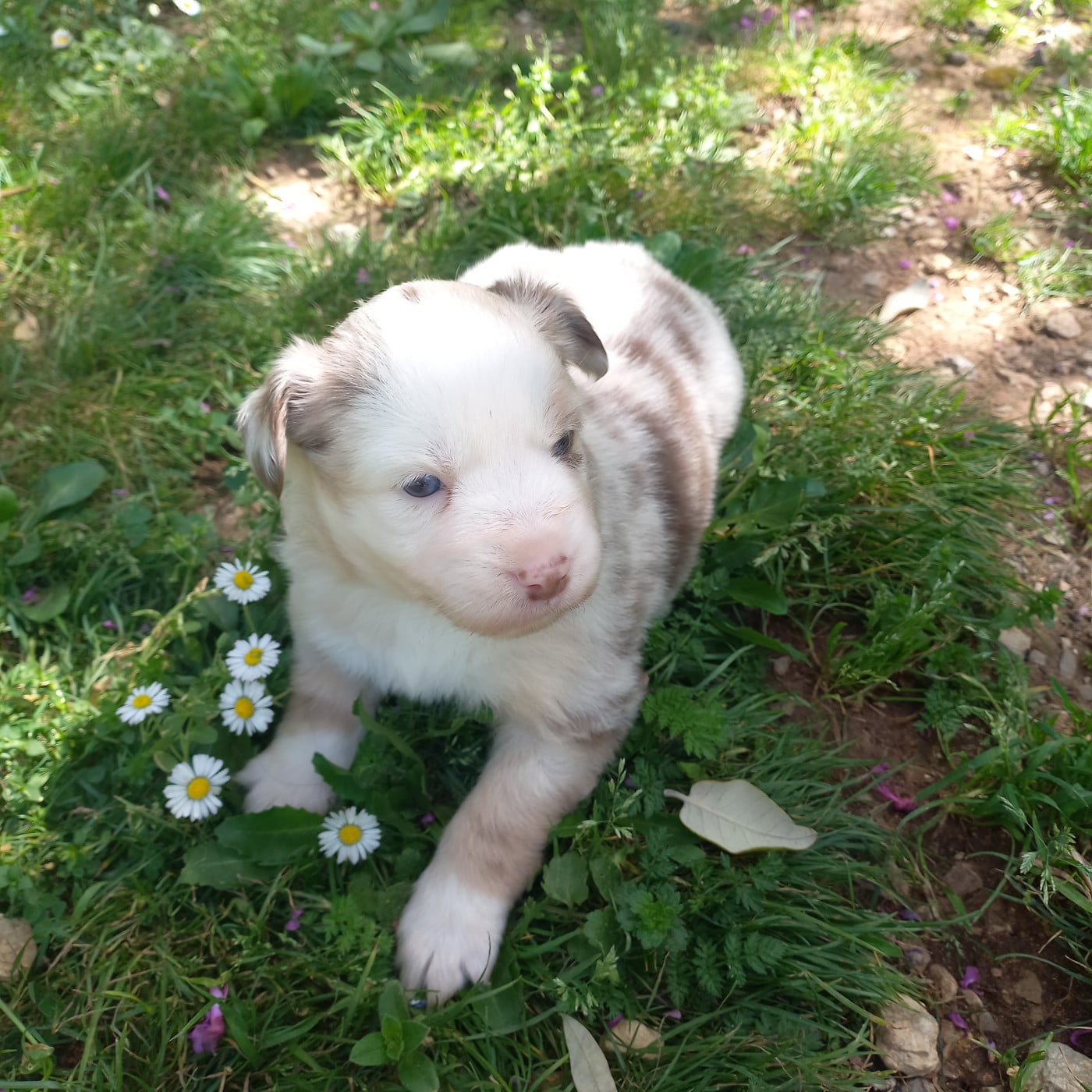 Bahia - Berger Américain Miniature 