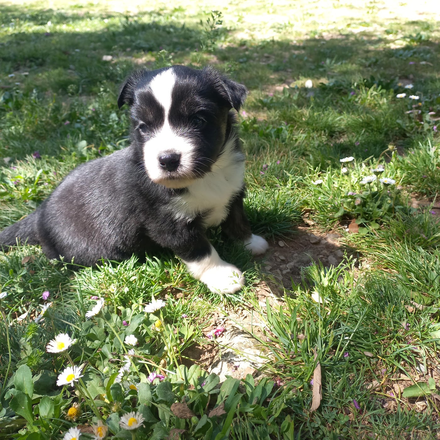 Biscotte - Berger Américain Miniature 