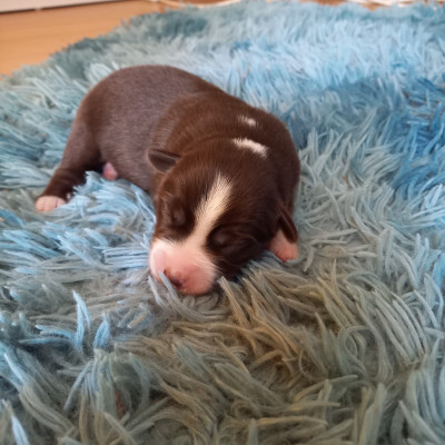 Les chiots de Berger Américain Miniature