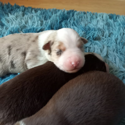 Les chiots de Berger Américain Miniature