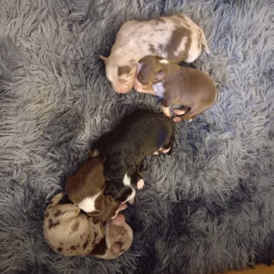 Les chiots de Berger Américain Miniature