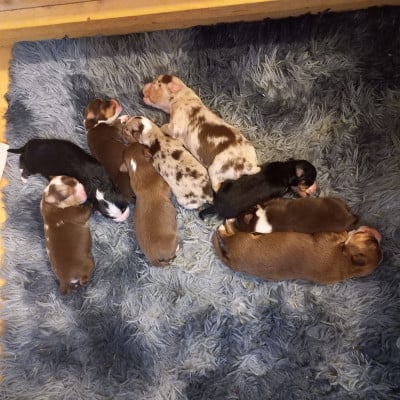 Les chiots de Berger Américain Miniature