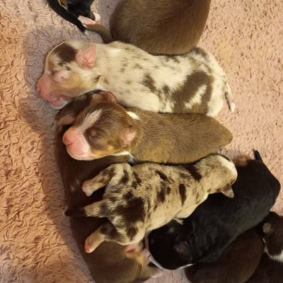 Les chiots de Berger Américain Miniature