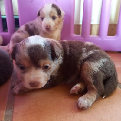 Les chiots de Berger Américain Miniature 