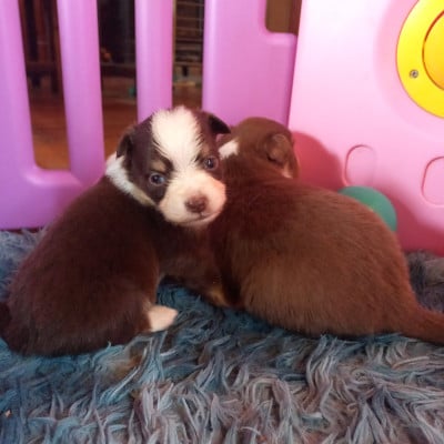 Les chiots de Berger Américain Miniature 