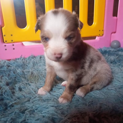 Les chiots de Berger Américain Miniature 