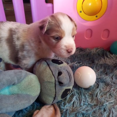 Les chiots de Berger Américain Miniature 