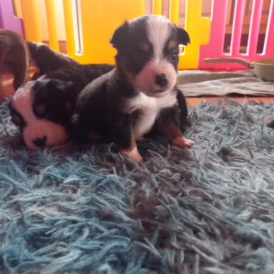 Les chiots de Berger Américain Miniature 