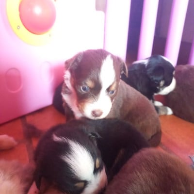 Les chiots de Berger Américain Miniature 