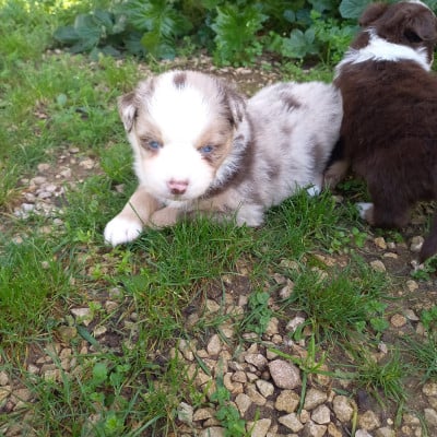 Les chiots de Berger Américain Miniature 